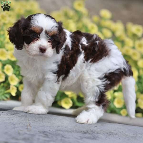 Penny, Cavapoo Puppy